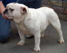 JCh. Dancing Dixie Bulldog Mi-Ol-Win