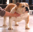 JCh. Fredie Flagship Bulldog Mi-Ol-Win