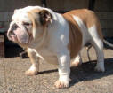 JCh. Ch. Pretty Panda Bulldog Mi-Ol-Win