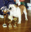 JCh.Quality Querk Bulldog Mi-Ol-Win 