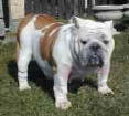 JCh. Ch. Queen Quadra Bulldog Mi-Ol-Win