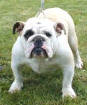 JCh. Urschull Unique Bulldog Mi-Ol-Win