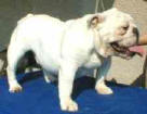 Ziggi My Dream Bulldog Mi-Ol-Win 