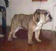 Cubby Bulldog Arcita