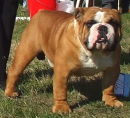 XENO SIMPLY THE BEST