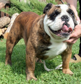 LYERLY`S DARK DANGER