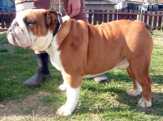 Ladie´s Man Leonardo