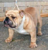 Kerrie My Girl Bulldog Mi-Ol-Win