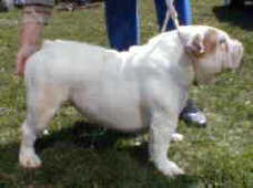 OGGI OCEAN FOAM BULLDOG MI-OL-WIN