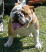 NELLY-NOLLY BULLDOG MI-OL-WIN