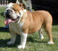 NELLY-NOLLY BULLDOG MI-OL-WIN