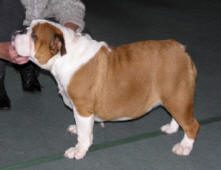 ABIGAIL ANNIE BULLDOG MI-OL-WIN