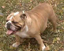 Buchesi Bulldog Arcita