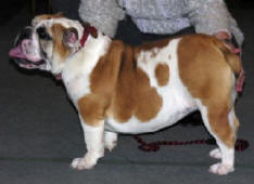 debbie my dream bulldog mi-ol-win