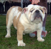 XENTANNA ANNA BULLDOG MI-OL-WIN