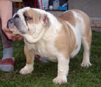 XENTANNA ANNA BULLDOG MI-OL-WIN