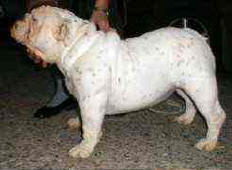 Joy White Jewel Bulldog Mi-Ol-Win