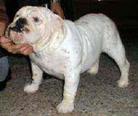 Joy White Jewel Bulldog Mi-Ol-Win