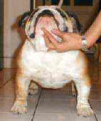 JCh. Hanky Panky Bulldog Mi-Ol-Win