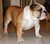 JCh. Hanky Panky Bulldog Mi-Ol-Win