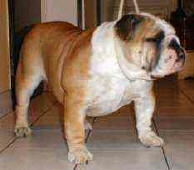 JCh. Hanky Panky Bulldog Mi-Ol-Win