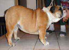 JCh. Hanky Panky Bulldog Mi-Ol-Win