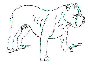 Anglick buldok - English Bulldog