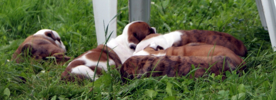 In the garden
