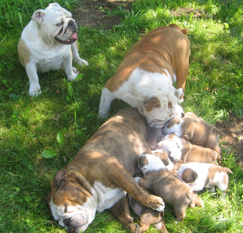 british bulldog kennels